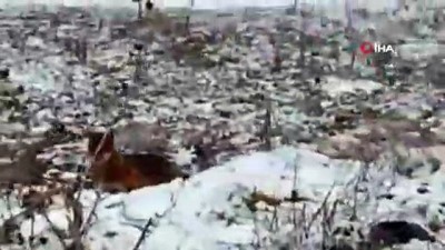  Aç kalan çakallar şehre indi