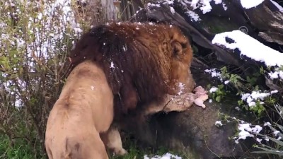 hayvanat bahcesi - Aslanların kar üstünde beslenme keyfi - BURSA Videosu