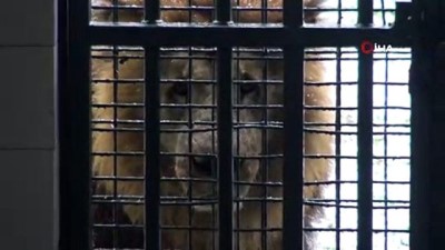 hayvanat bahcesi -  Bursa Hayvanat Bahçesi’nde hayvanlar soğuğa meydan okuyor  Videosu