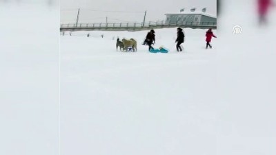 kar eglencesi - Çocuklar ile köpeklerin kızak kapma mücadelesi - ARDAHAN  Videosu