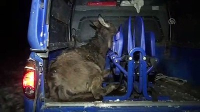 Donmak üzere olan eşekleri jandarma kurtardı - KÜTAHYA 