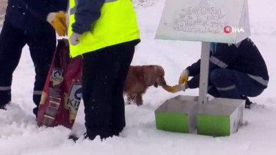 evcil hayvan -  Karda yiyecek bulma sıkıntısı çeken can dostlarına büyükşehir şefkati Videosu