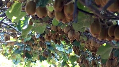 genel kurul - Kivi üreticileri ürünlerini kendileri pazarlayacak - ORDU  Videosu