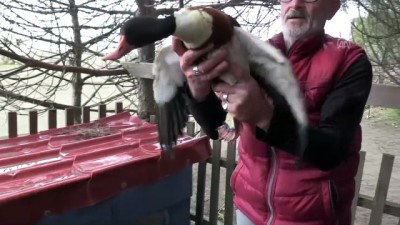 amator balikci - Yaralanan ördeğe balıkçı sahip çıktı - SAMSUN  Videosu