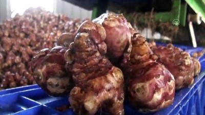 potasyum - Beypazarı'nda yer elması üretimi - ANKARA Videosu