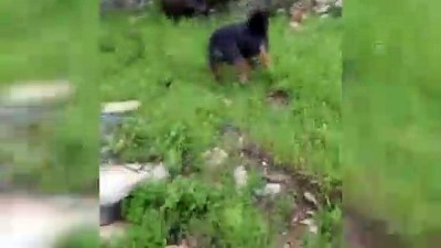 Bodrum'da iki domuz ilçe merkezine indi - MUĞLA 