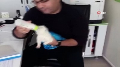  Donmak üzere bulundu, biberonla beslendi