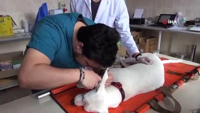  İşitme engelli olduğu düşünülen köpeğe işitme testi yapıldı 