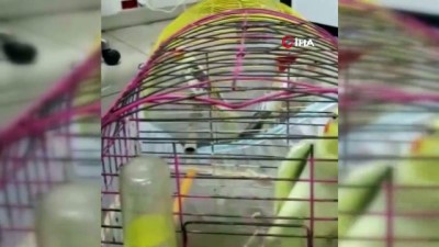  İstanbul'da kaçak tarantula ve iguana operasyonu: 12 gözaltı 