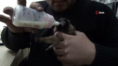  Köprü altında bir ayağı ve kuyruğu kesilmiş yavru köpek buldu 