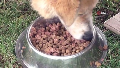  Küçükçekmeceli çocuklar sokak hayvanlarını elleriyle besliyor