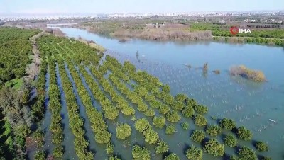 yazili aciklama -  Seyhan Nehri taştı, bahçeler göle döndü...Sular altında kalan narenciye bahçeleri havadan görüntülendi  Videosu