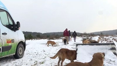 Üşüyen patilere mama desteği - İSTANBUL 