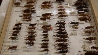  | Mekke'yi çekirgeler ve hamam böcekleri bastı