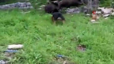  Yiyecek bulmak için şehre inen domuzlarla köpeğin mücadelesi kameralara yansıdı 