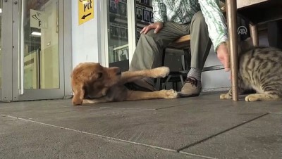 yavru kedi - Annesinin terk ettiği kediyi Tarçın isimli köpek emziriyor - SAMSUN  Videosu