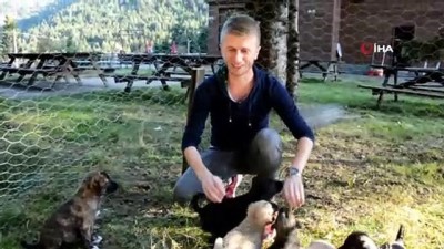  Annesiz kalan 12 yavru köpeğe gözü gibi bakıyor 