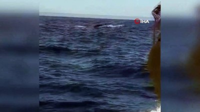 balina -  Çeşme açıklarında görülen balina ve yavrusu şaşırttı  Videosu
