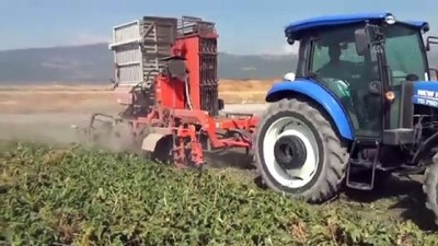 seker orani - Gaziantep'te şeker pancarı hasadı Videosu