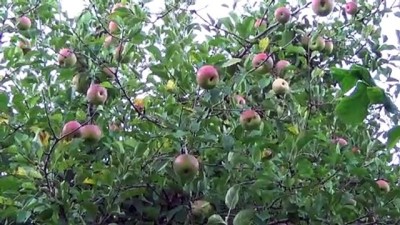 Yeni keşfedilen elma 'Ertuğrul Gazi' ismiyle tescil edilecek - ZONGULDAK 