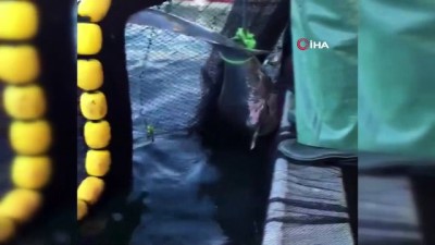 kopek baligi -  Köpek balığına tekmeye ceza geldi  Videosu