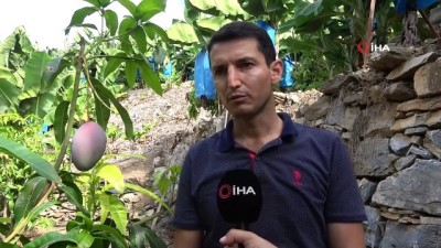 tropikal iklim -  Tropikal meyveler kazanç kapısına dönüştü  Videosu