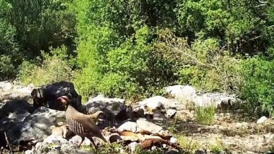 yaban domuzu - Yaban hayatı 'fotokapan'la görüntülendi - BURDUR Videosu