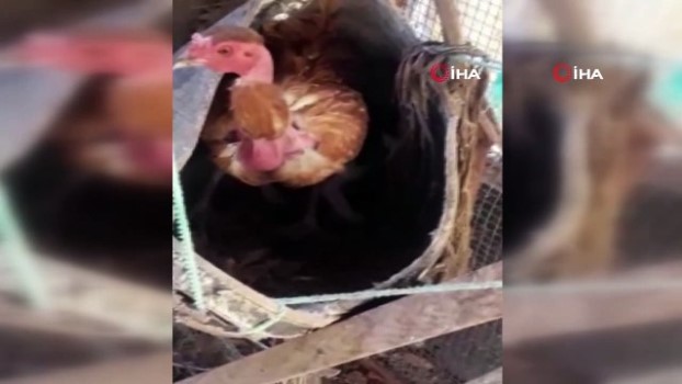 yavru kediyi sahiplenen tavuk gorenleri sasirtti