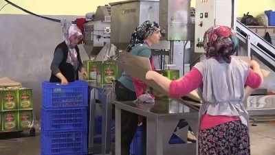 zeytin agaci - Zeytin ihracatı 142 milyon dolara ulaştı - MANİSA  Videosu