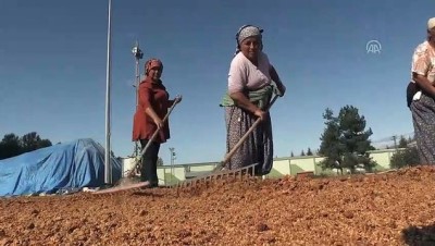 kusburnu - Atık meyve çekirdekleri ekonomiye kazandırılıyor - TOKAT  Videosu