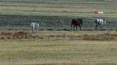 yasam mucadelesi -  Kars’ta yılkı atları böyle görüntülendi  Videosu