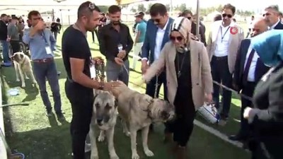 otorite -  Kangal köpekleri güzellikleriyle kıyasıya yarıştı  Videosu