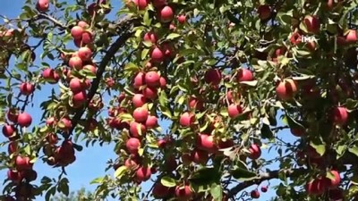 allah -  Niğde’de elma hasadı yapılıyor Videosu