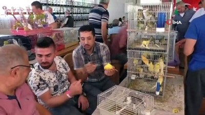 muhabbet kusu -  Aydın’da düzenlenen Kanarya Festivali renkli görüntülere sahne oldu  Videosu