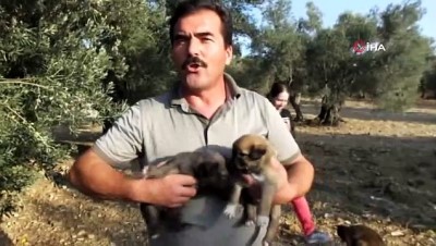 hayvan severler -  Burhaniye’de kuyruksuz doğan köpek yavruları sahiplendirilecek  Videosu