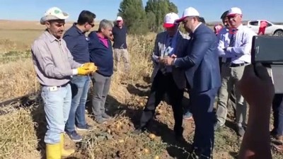  - Yozgat’ta yerli patates hasadı yapıldı