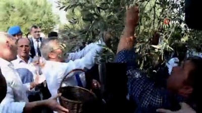zeytin agaci -  Bin 657 yaşındaki ağaçtan zeytin hasadı Videosu