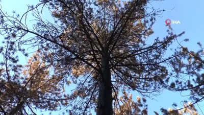 sigara izmariti -  Orman yangınında zarar gören ağaçlar damgalanıp temizlenerek yeniden yeşillendirilecek  Videosu