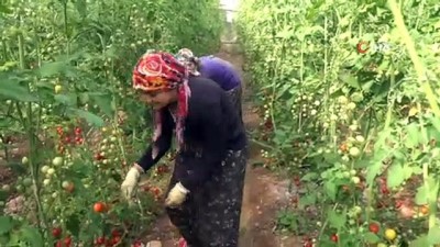 calisan kadin -  Antalya'da güz dönemi domates hasadı başladı  Videosu