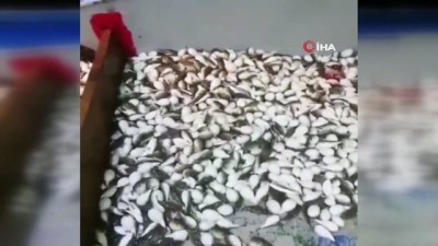 balon baliklari -  Balıkçı ağlarına yüzlerce balon balığı takıldı  Videosu
