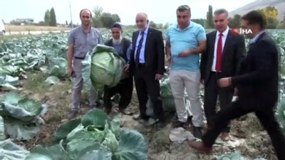 tarim urunu -  Elbistan lahanasına 'coğrafi işaret' alınacak Videosu