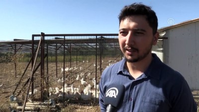 kazanci - Endüstri mühendisinin 'çiftlik' hayali devlet desteğiyle gerçekleşti - ANTALYA  Videosu