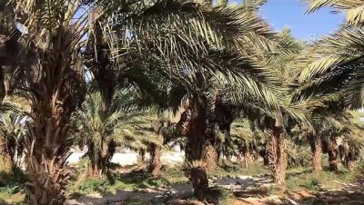 isgal - Filistin'de palmiye atığından kağıt mendil üretiliyor (1) - ERİHA  Videosu