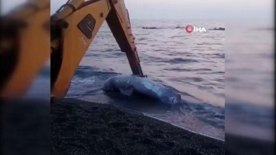 kopek baligi -  İzmir’de 3 metre uzunluğunda köpek balığı karaya vurdu  Videosu