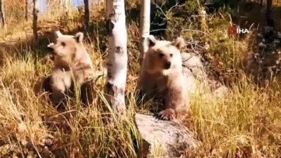 yavru ayilar -  Nemrut’un ziyaretçilerini kardeş boz ayılar karşılıyor  Videosu