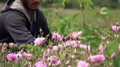 sparta -  Pembe Isparta Gülü için ‘Kırmızı Alarm’ Videosu