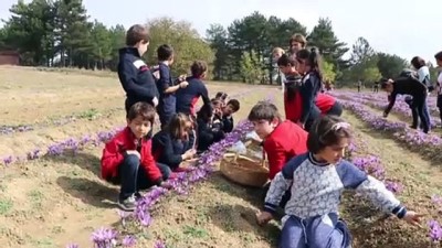 festival - 3. Safran Festivali - KARABÜK Videosu