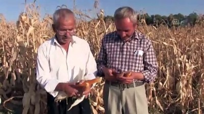sozlesmeli - Elbistan'da 'cin mısırı' mesaisi - KAHRAMANMARAŞ  Videosu