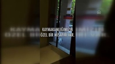 davetsiz misafir - Kaymakamlık binasının davetsiz misafiri - ANKARA Videosu