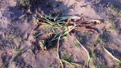 caretta caretta - Koruma altındaki kum zambaklarını kopardılar - ANTALYA Videosu